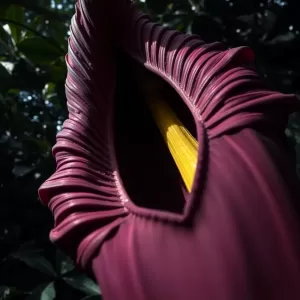 corpse flower behavioral adaptations