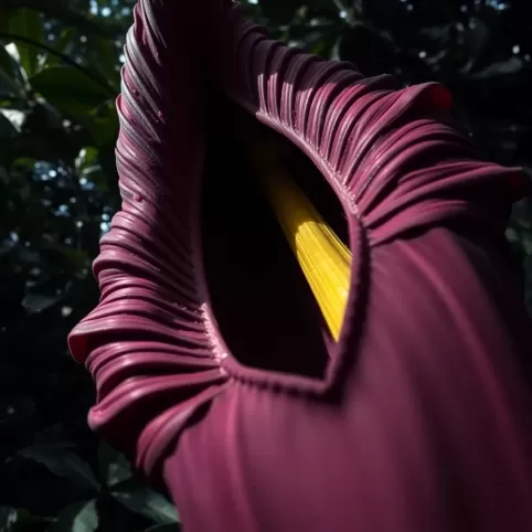 corpse flower behavioral adaptations